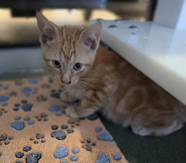 A baby medium-sized male Domestic Short Hair cat named Oliver A for adoption in Plano, TX