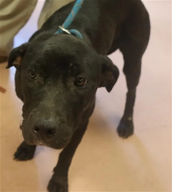 A young medium-sized female Mixed Breed dog named Wilma for adoption in Columbia, SC
