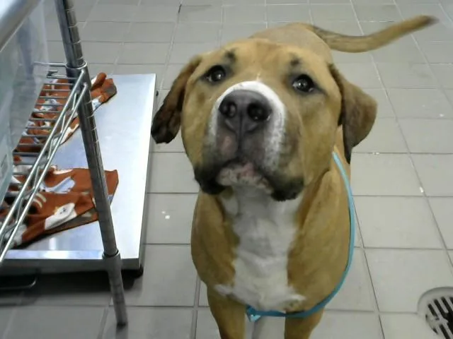 An adult large-sized male Staffordshire Bull Terrier dog named Zorro for adoption in Albuquerque, NM