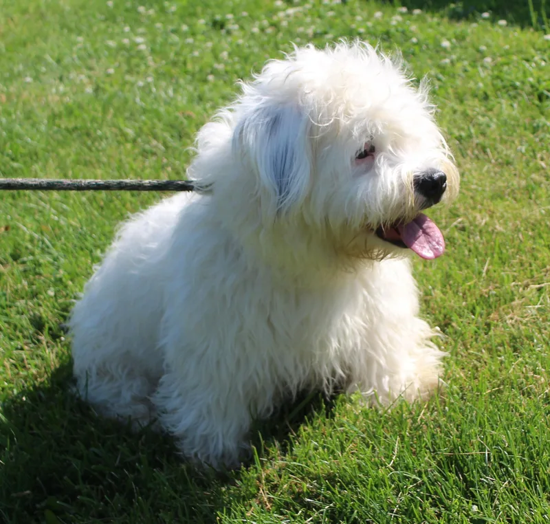 An adult medium-sized female White / Cream Poodle dog named Flopsy for adoption in Heath, OH