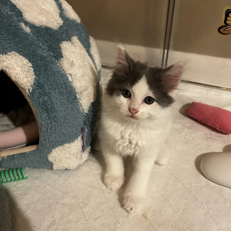 A baby small-sized male Gray & White Domestic Long Hair cat named Squid for adoption in Warminster, PA