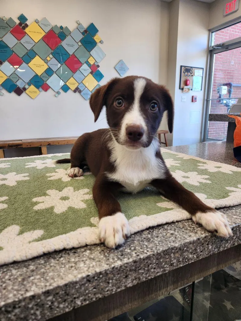 A baby medium-sized female Brown / Chocolate Retriever dog named Rhonda for adoption in New Rochelle, NY