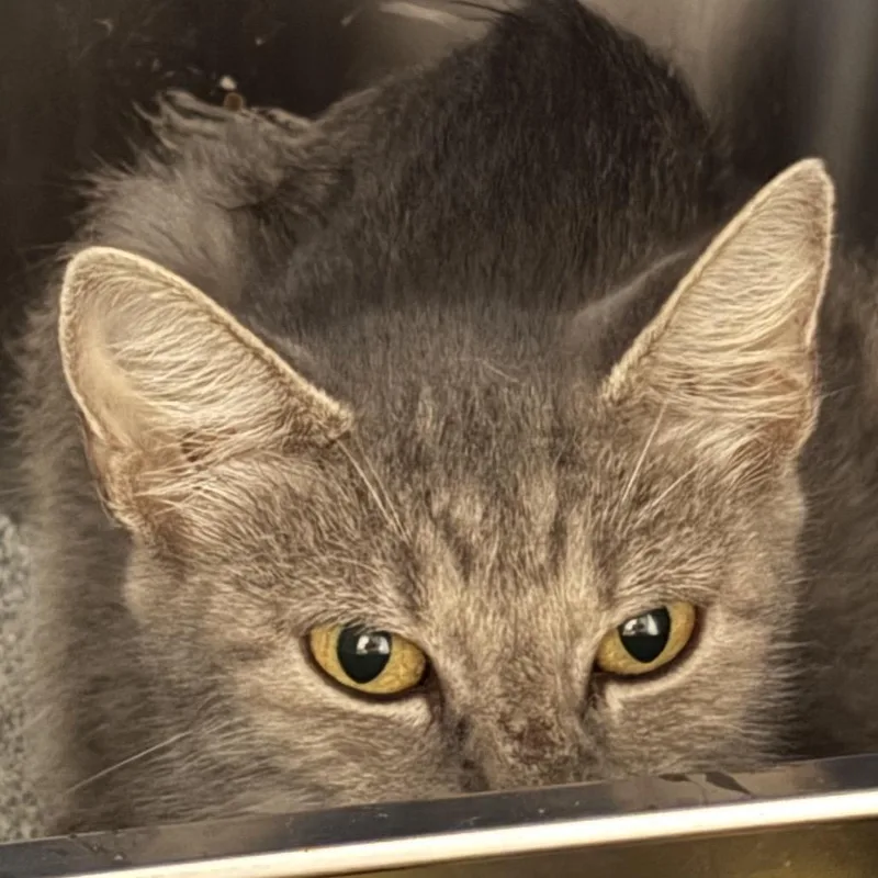A young medium-sized female Gray / Blue / Silver Domestic Short Hair cat named Sage for adoption in San Antonio, TX