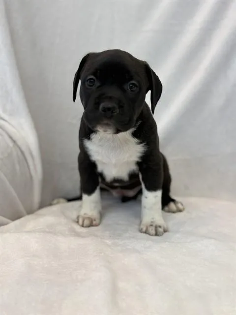 A baby large-sized female Pit Bull Terrier dog named Lolipop for adoption in Forney, TX