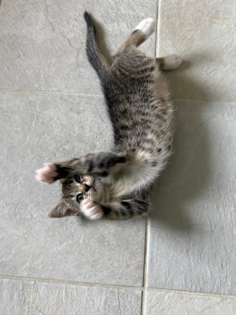 A baby medium-sized female Tabby (Brown / Chocolate) Tabby cat named Maeve for adoption in Lambertville, NJ