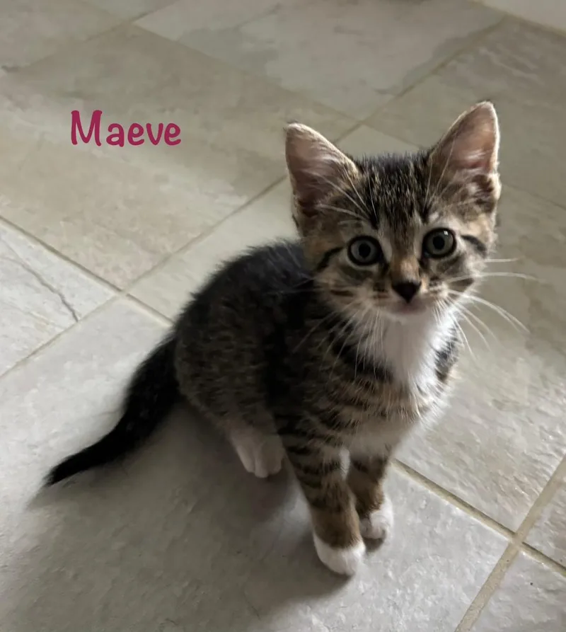 Maeve thumbnail 4