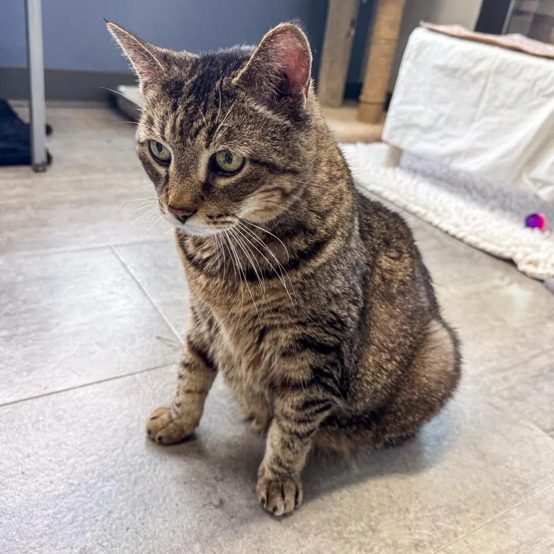 A senior large-sized male Brown / Chocolate Domestic Short Hair cat named Chakobi for adoption in Kennebunk, ME