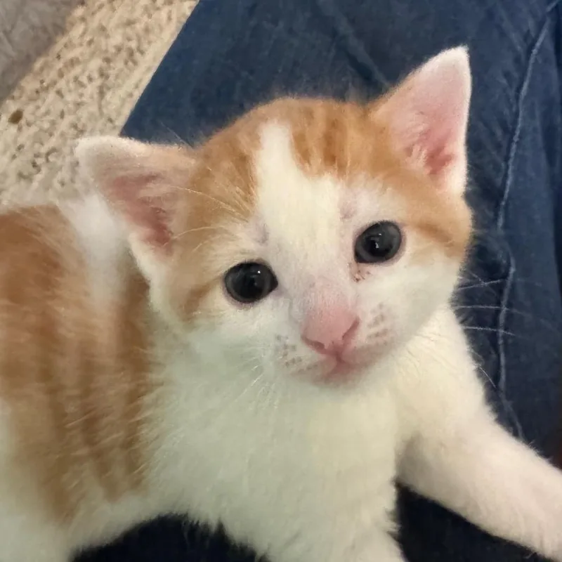 A baby small-sized male White Domestic Short Hair cat named Kimchi for adoption in Frederick, MD