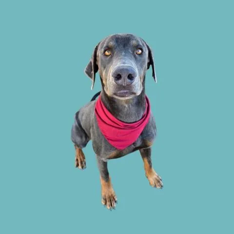 A young extra large-sized male Labrador Retriever dog named Jeffrey for adoption in Bakersfield, CA