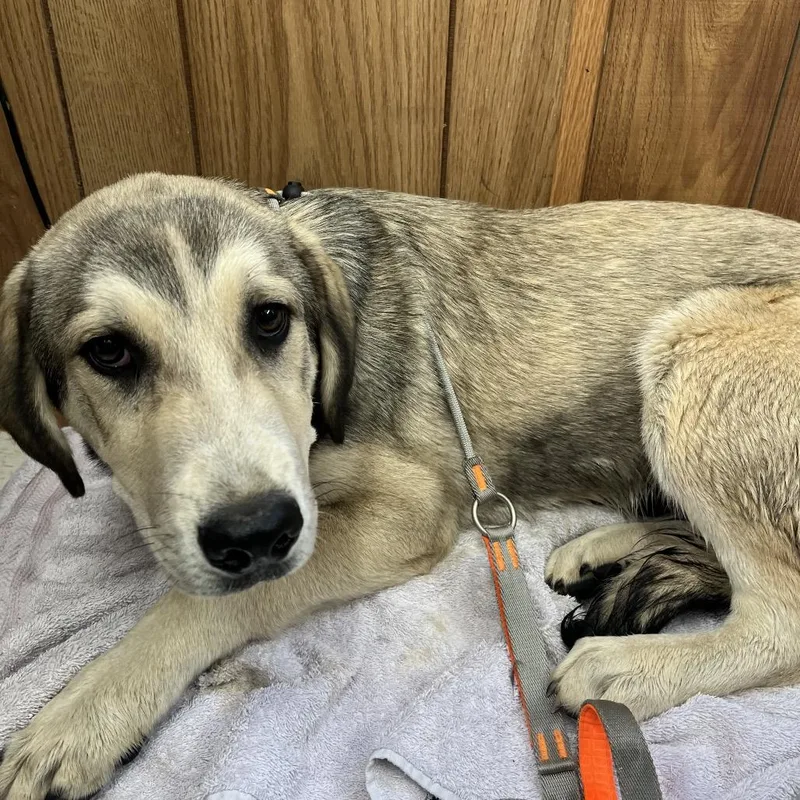 A baby medium-sized male Yellow / Tan / Blond / Fawn Mixed Breed dog named Conductor for adoption in Columbiana, AL