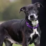 A senior medium-sized female Black Labrador Retriever dog named Athena for adoption in Hilliard, OH