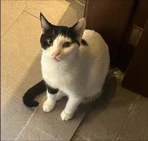 An adult medium-sized female Oriental Short Hair cat named Annabelle for adoption in Herndon, VA