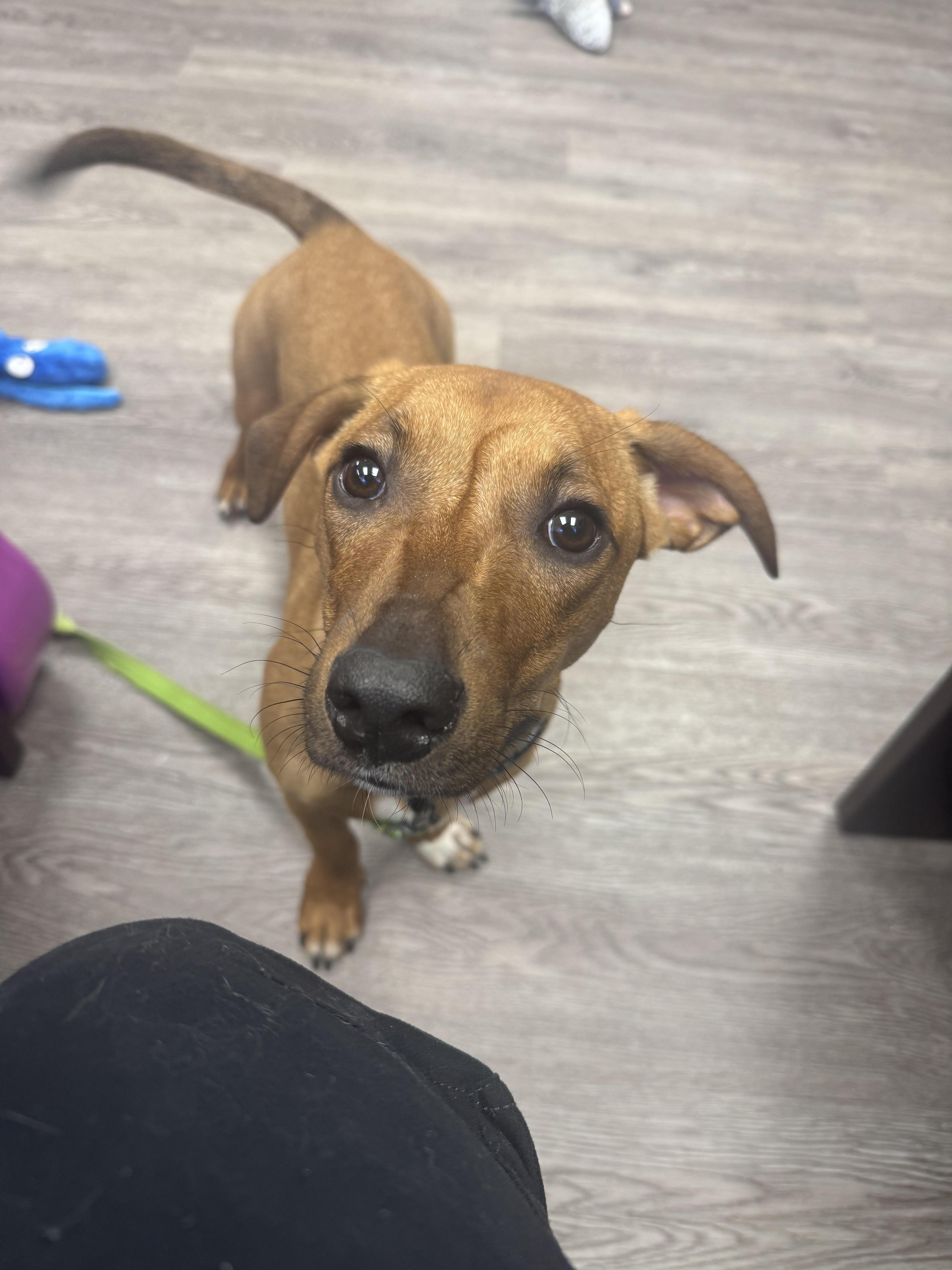 A baby small-sized male Dachshund dog named Dutch for adoption in Newburgh, NY