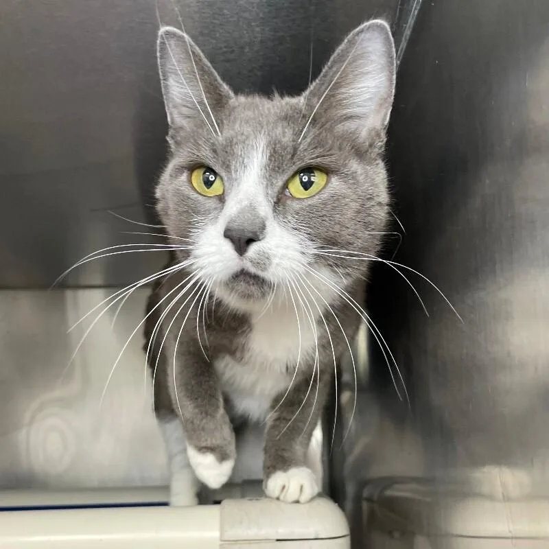 An adult medium-sized female Domestic Short Hair cat named Gardenia for adoption in Roanoke, VA