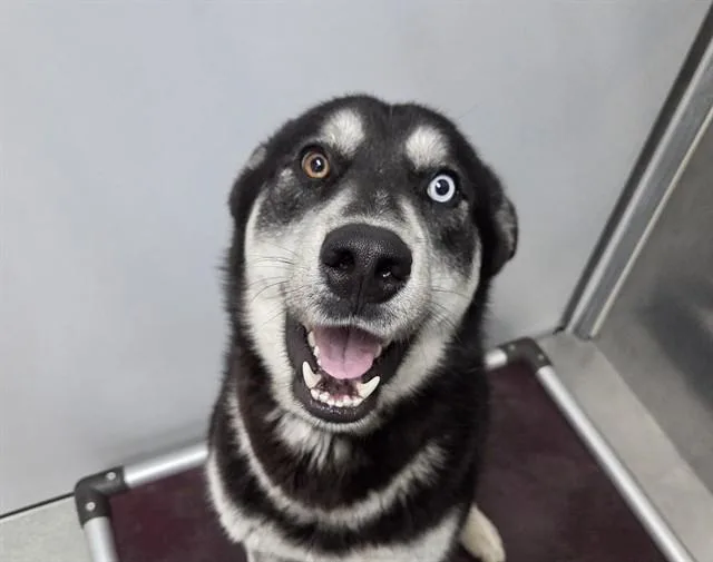 A young large-sized male Black Siberian Husky dog named Jacks for adoption in San Clemente, CA