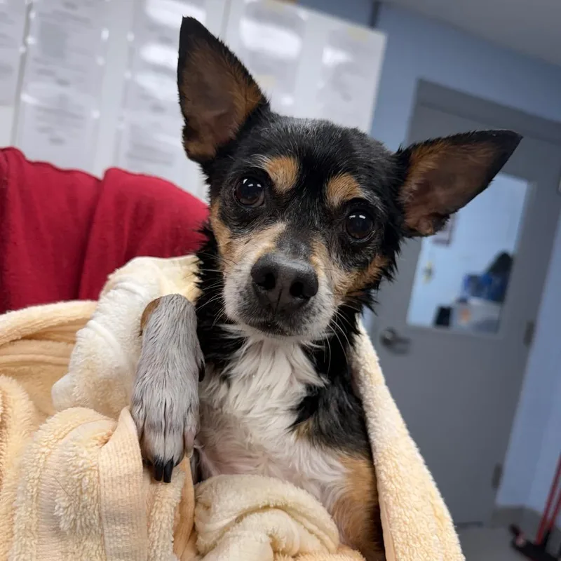 An adult small-sized male Black Chihuahua dog named Bentley for adoption in Martinsville, VA