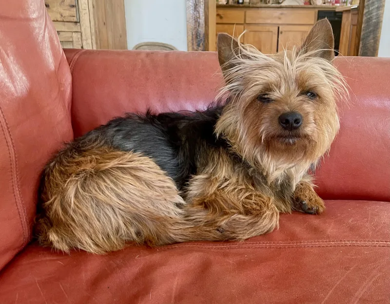 An adult small-sized female Tricolor (Brown, Black, & White) Yorkshire Terrier dog named Freedon for adoption in MORAVIAN FALLS, NC