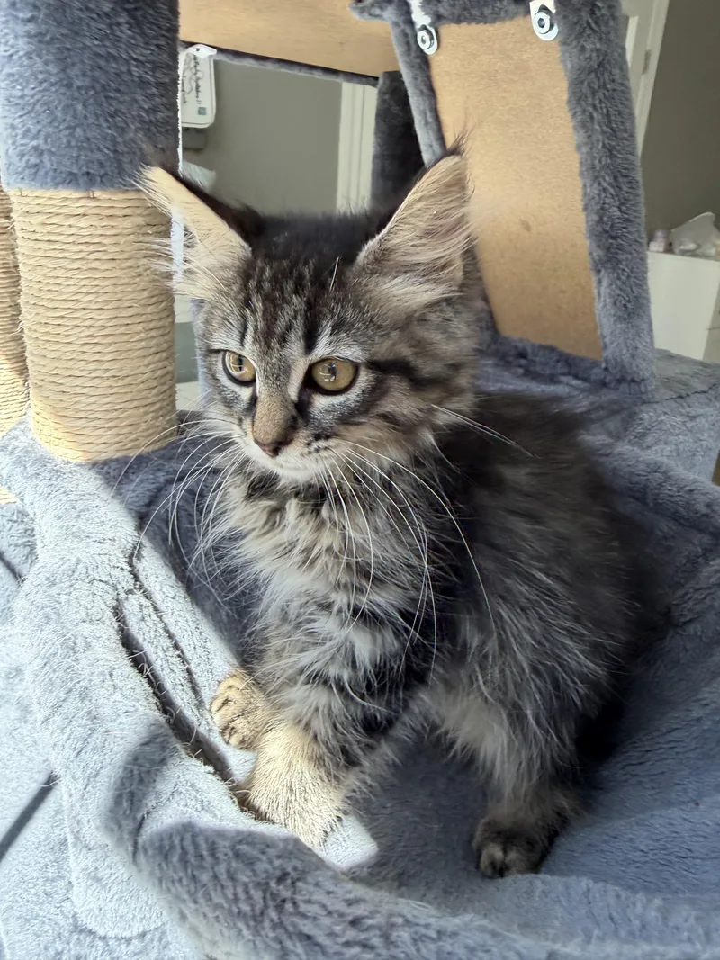 A baby large-sized male Tabby (Brown / Chocolate) Domestic Long Hair cat named Scottie Lottie for adoption in Ephrata, WA
