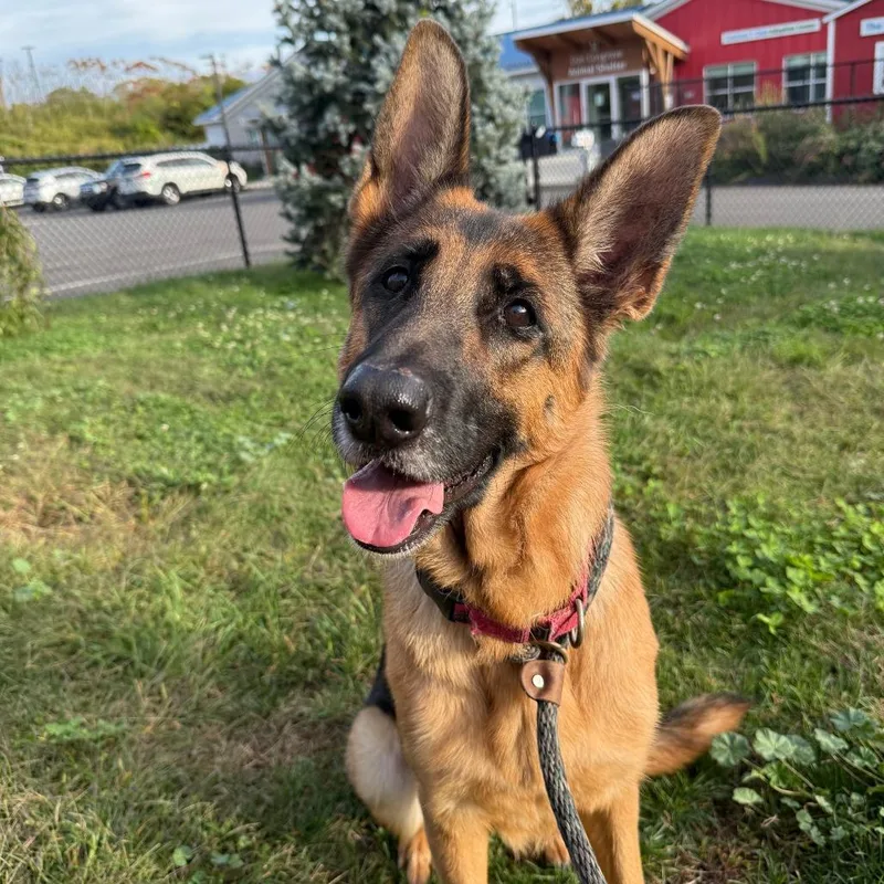 An adult large-sized female Yellow / Tan / Blond / Fawn German Shepherd Dog dog named Mocha for adoption in Branford, CT