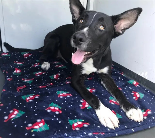 A young small-sized male German Shepherd Dog dog named Apollo for adoption in Tustin, CA