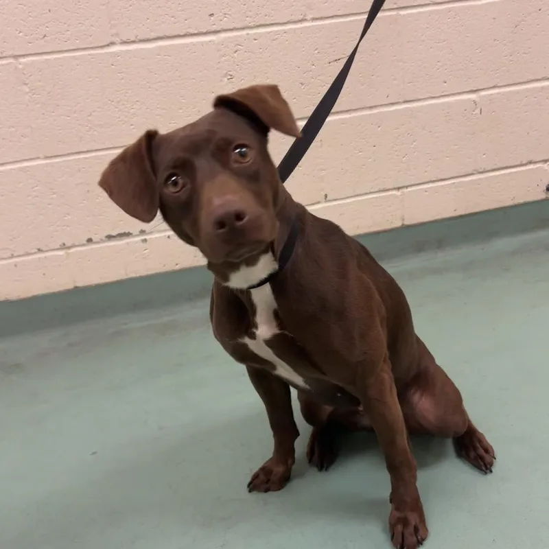 An adult medium-sized female Brown / Chocolate Mixed Breed dog named Tahiti for adoption in Memphis, TN