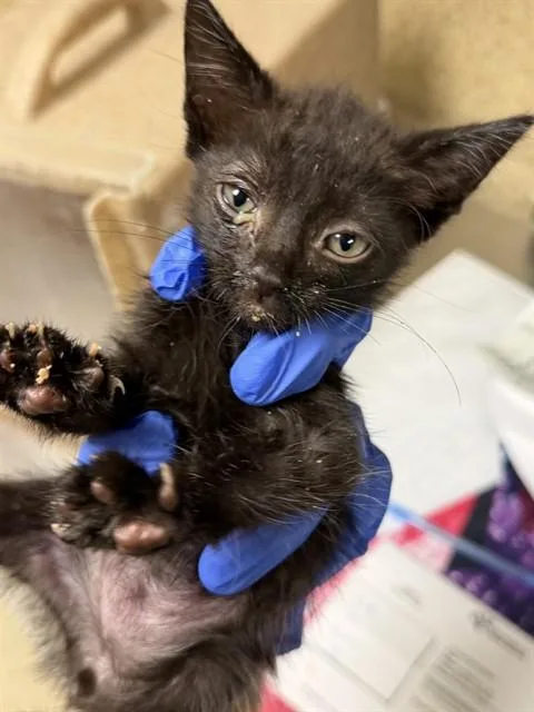 A baby small-sized male Domestic Short Hair cat named Secret for adoption in Riverside, CA