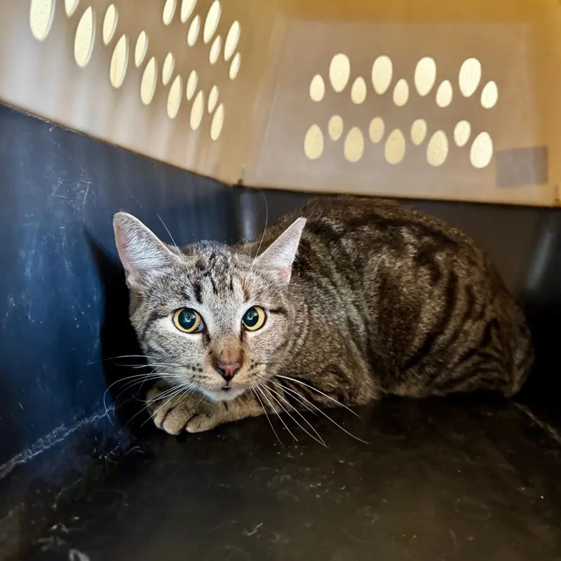 An adult small-sized female Brown / Chocolate Domestic Short Hair cat named Pamela for adoption in Fredericksburg, TX