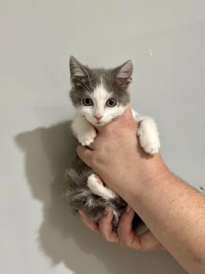 A baby medium-sized female Gray & White Domestic Short Hair cat named CAT  Nikoya for adoption in GILBERTS, IL