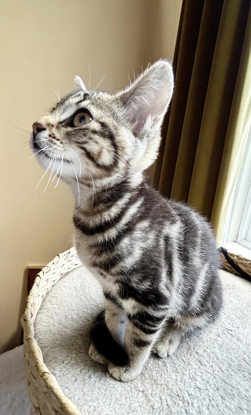 A baby medium-sized female Tabby cat named Ziggy for adoption in Alameda, CA