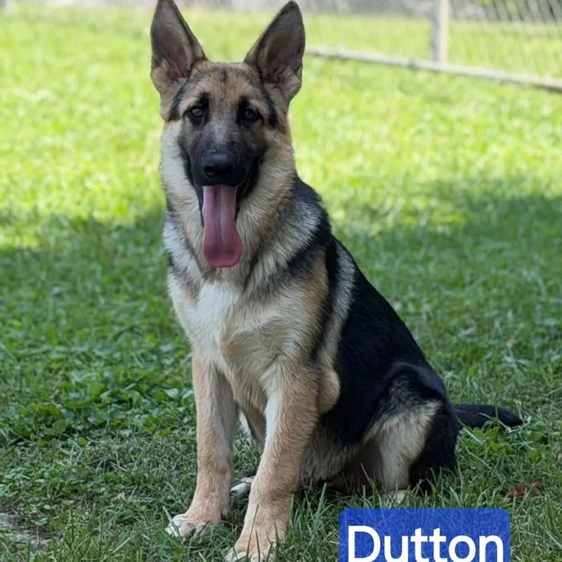 Dutton thumbnail 3