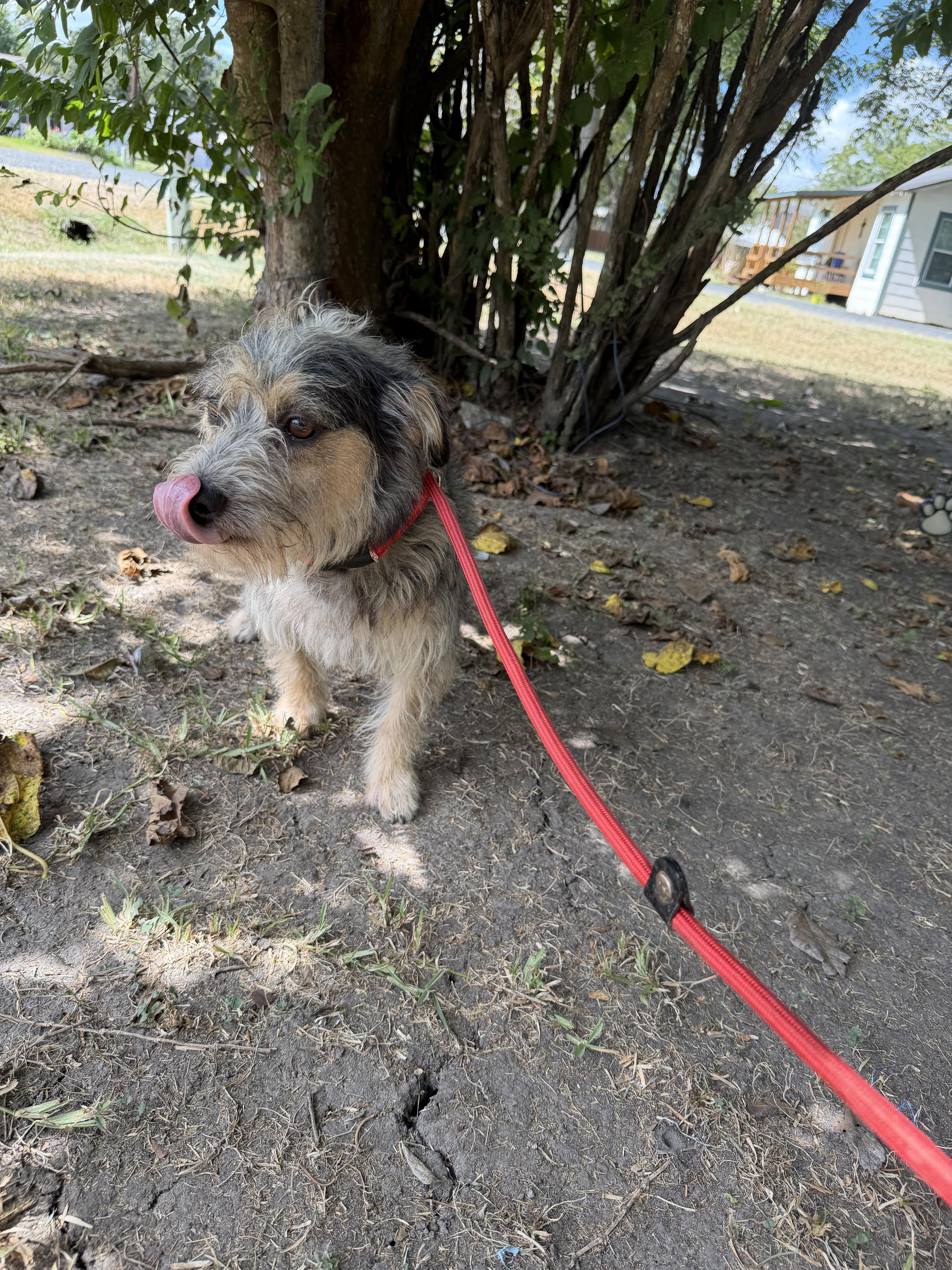 An adult small-sized male Yorkshire Terrier dog named Reed for adoption in Louise, TX