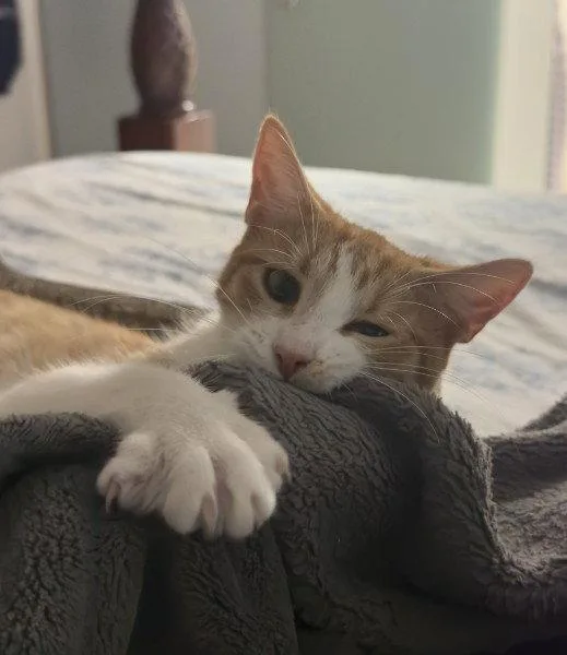 A baby medium-sized female American Shorthair cat named Sookie for adoption in Saint Cloud, FL