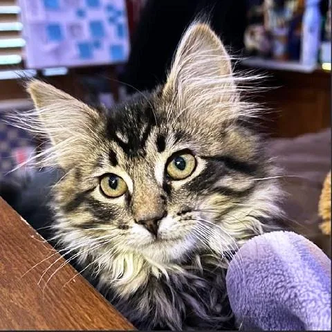 A baby medium-sized female Tabby (Brown / Chocolate) Tabby cat named Hela for adoption in Salt Lake City, UT