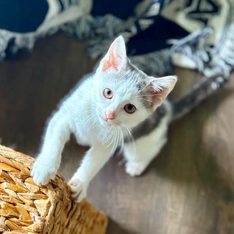 A baby small-sized female White Domestic Medium Hair cat named Acorn for adoption in Brownsboro, AL