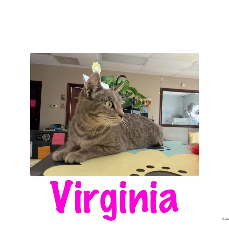 A young medium-sized female Tabby (Gray / Blue / Silver) American Shorthair cat named Virginia for adoption in Ashland, KY