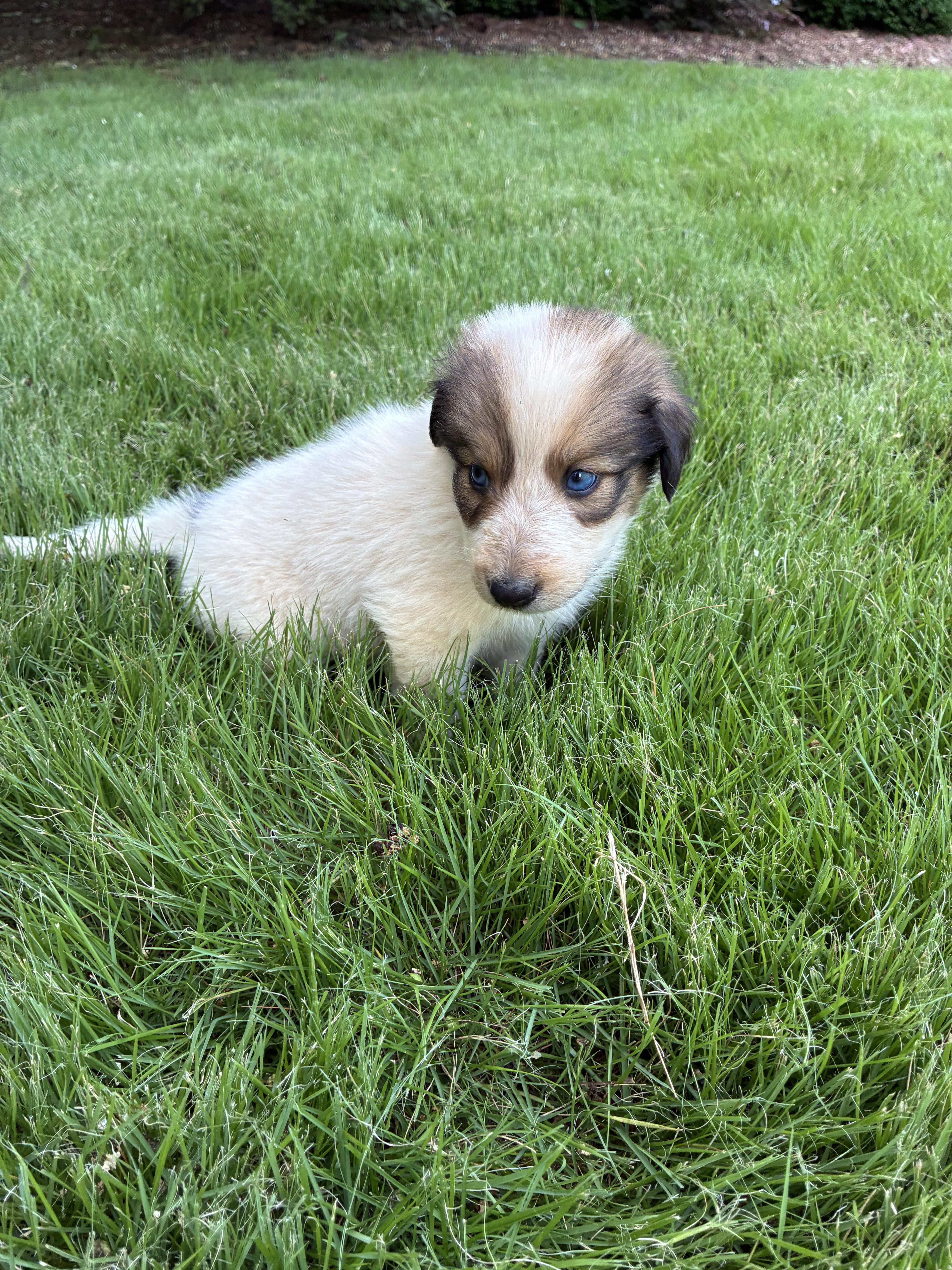 A baby medium-sized female Australian Shepherd dog named Tootsie for adoption in Cordova, TN