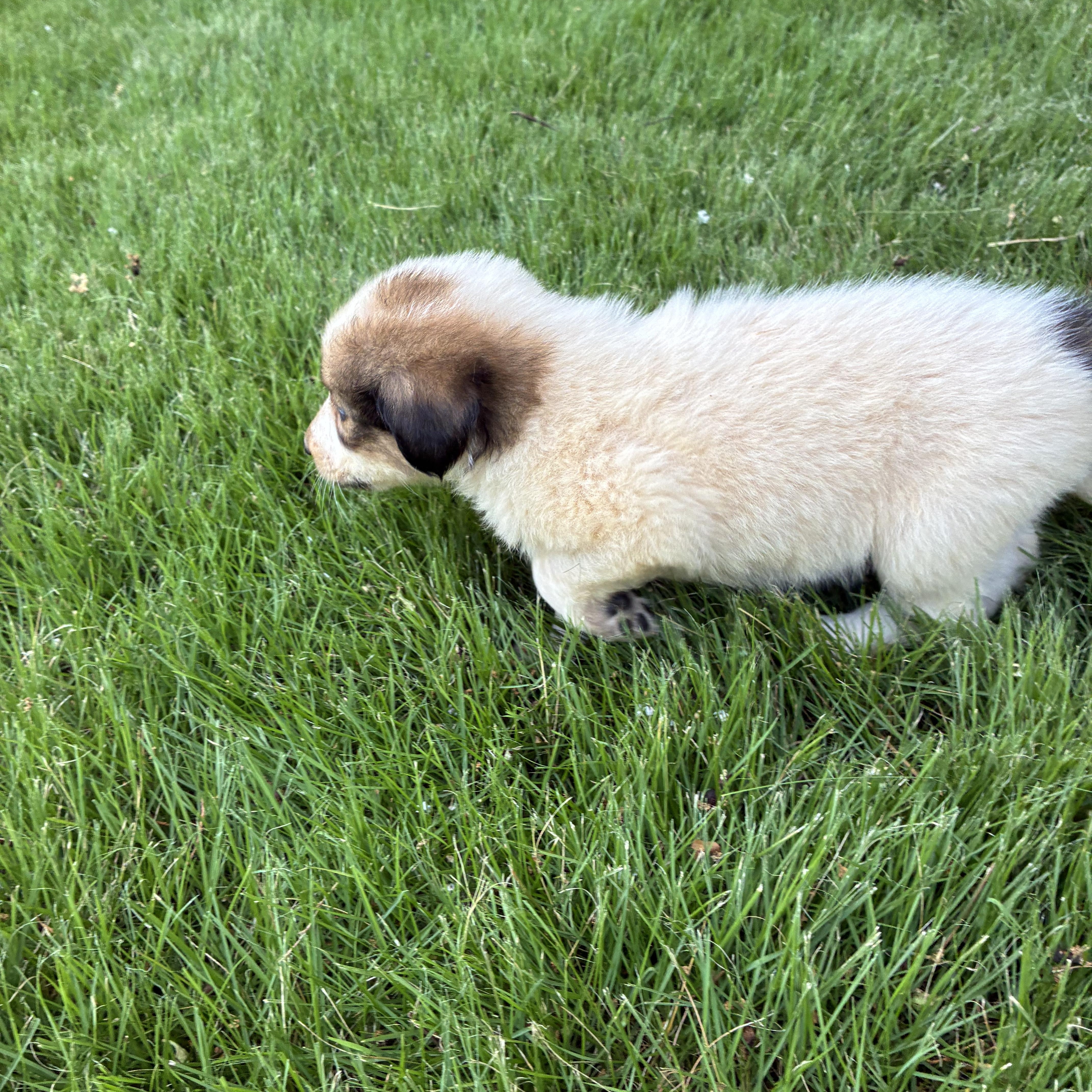 Tootsie thumbnail 3