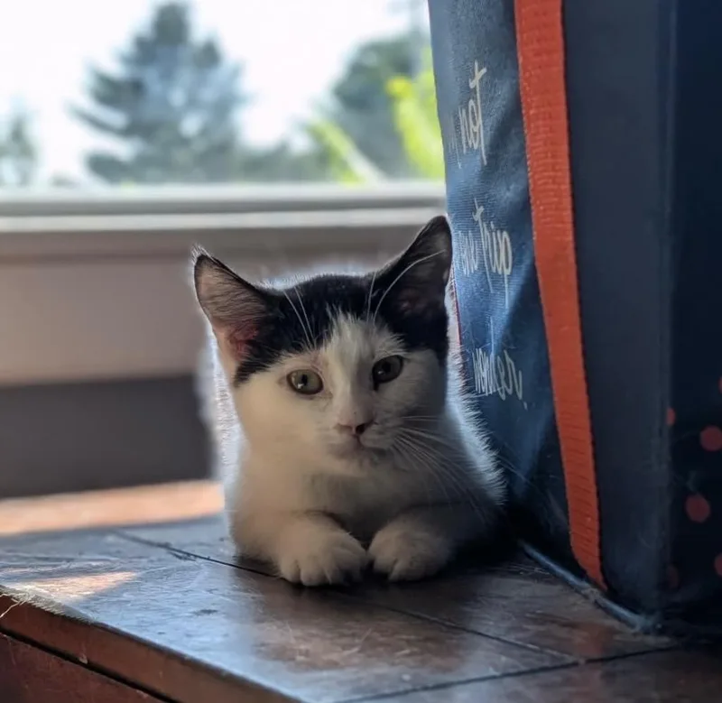 A baby small-sized female Domestic Long Hair cat named Hearth for adoption in Gorham, ME