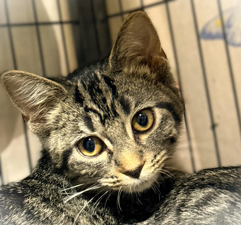A baby small-sized female Tabby (Brown / Chocolate) Domestic Short Hair cat named June Bug for adoption in Mankato, MN