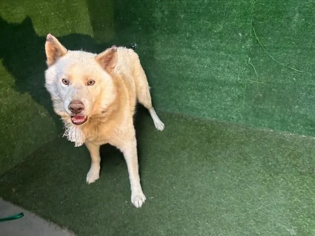 A senior large-sized male Siberian Husky dog named Phillip for adoption in Lancaster, CA