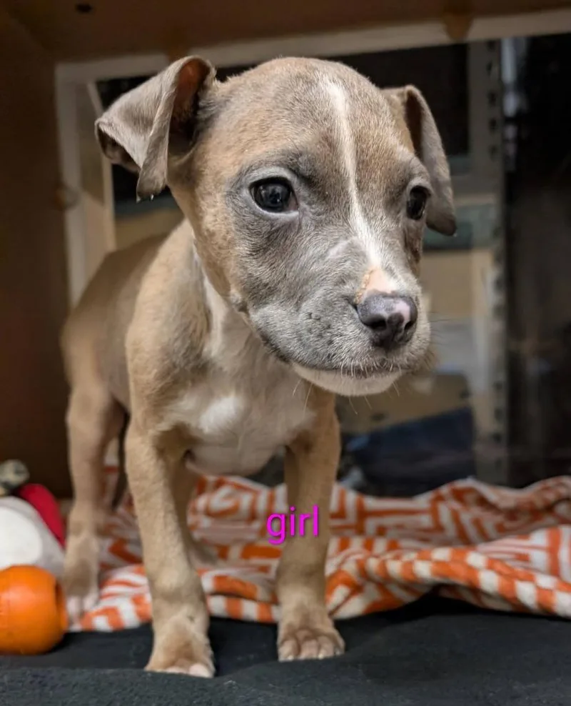 A baby medium-sized female Mixed Breed dog named Esmeralda for adoption in Warren, MI
