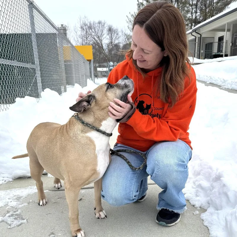 A senior large-sized female Yellow / Tan / Blond / Fawn Boxer dog named Willow for adoption in Nashville, IN