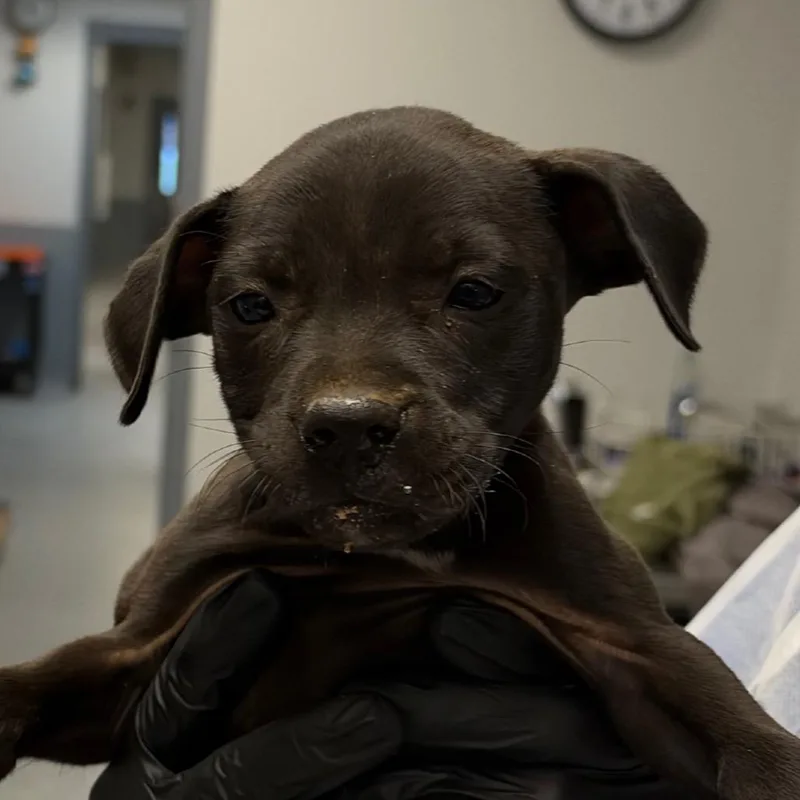 A baby small-sized female Mixed Breed dog named Gamora for adoption in Greenville, SC