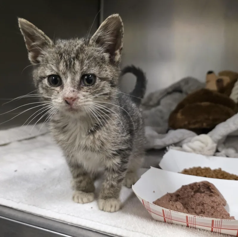 A baby medium-sized female Tabby (Brown / Chocolate) Domestic Short Hair cat named Soot for adoption in Moriches, NY
