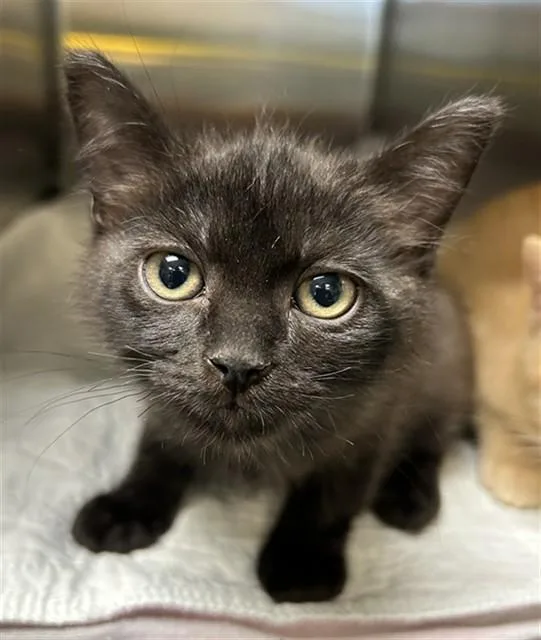 A baby medium-sized male Domestic Short Hair cat named Squeaky A for adoption in Plano, TX