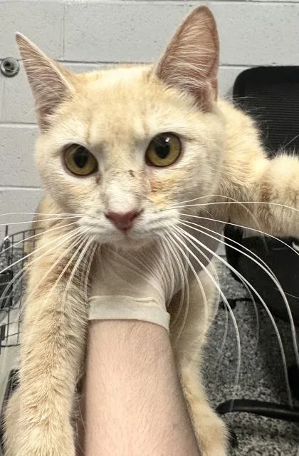 An adult small-sized female Domestic Short Hair cat named Callie for adoption in West Chester, PA
