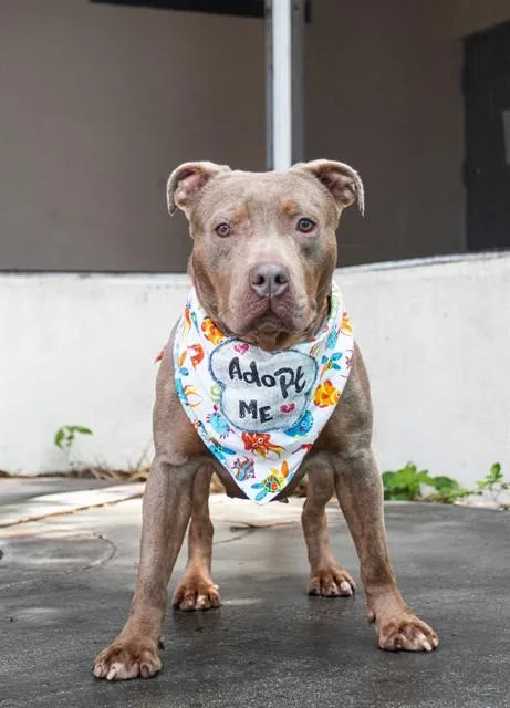 An adult medium-sized female American Bulldog dog named Aurora for adoption in Miami, FL