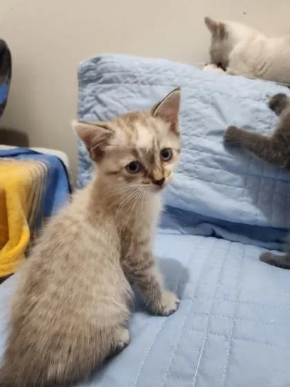 A baby medium-sized male Domestic Short Hair cat named Thorne Stephens for adoption in Savannah, GA