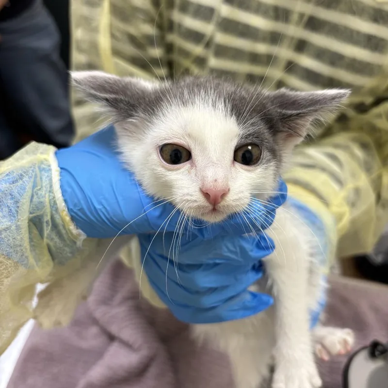 A baby small-sized male White Domestic Short Hair cat named Tamarin for adoption in Evanston, IL
