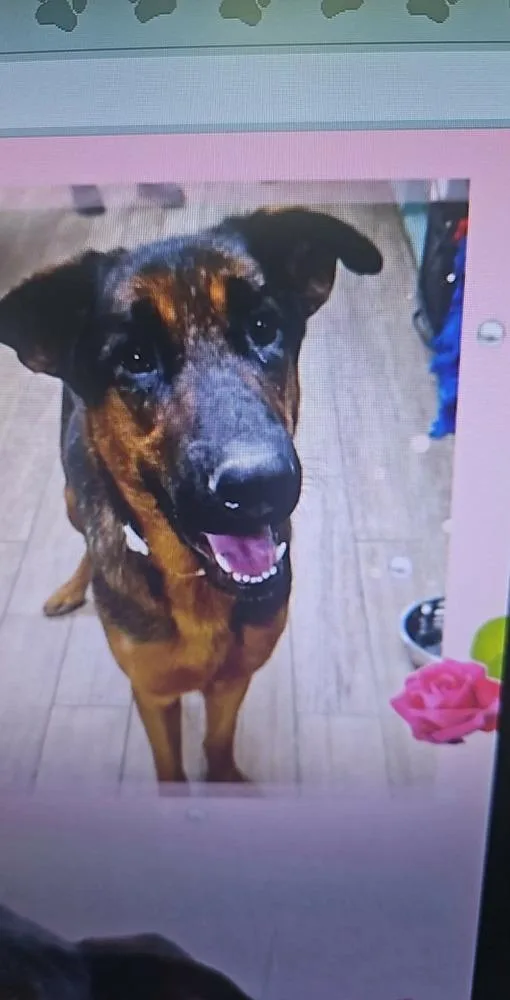 Chip The Champion thumbnail 2